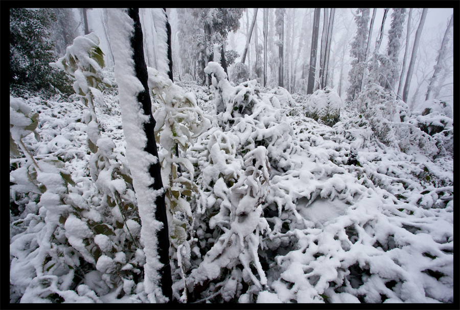 Kinglake in the snow - Oct 16 2010 - Lloyd Godman