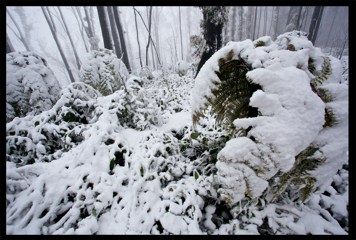 Kinglake in the snow - Oct 16 2010 - Lloyd Godman