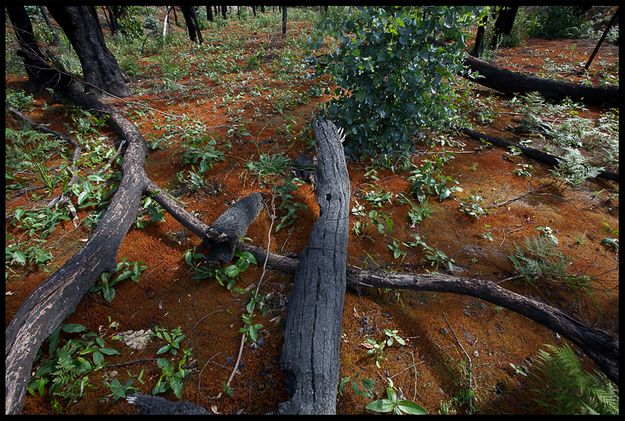 entropy triptych Frame 45 - a walk from the end of Ninks Rd up the valley on the left towards, Kinglake - Nov 25 2009 , lloyd godman