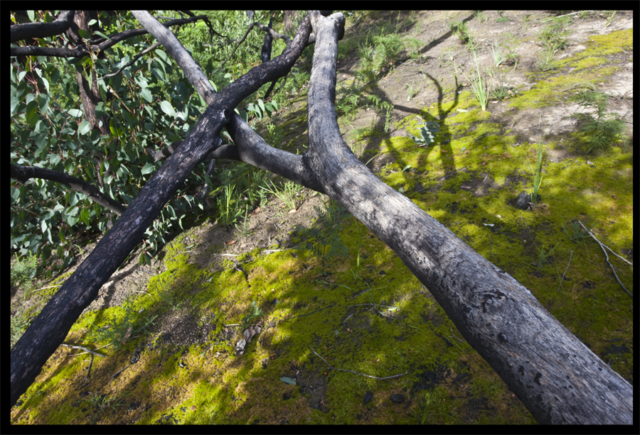 Centre detail - entropy triptych - Frame 8947 - from a walk Ninks Rd to Kinglake - July 6, 2010, Lloyd Godman