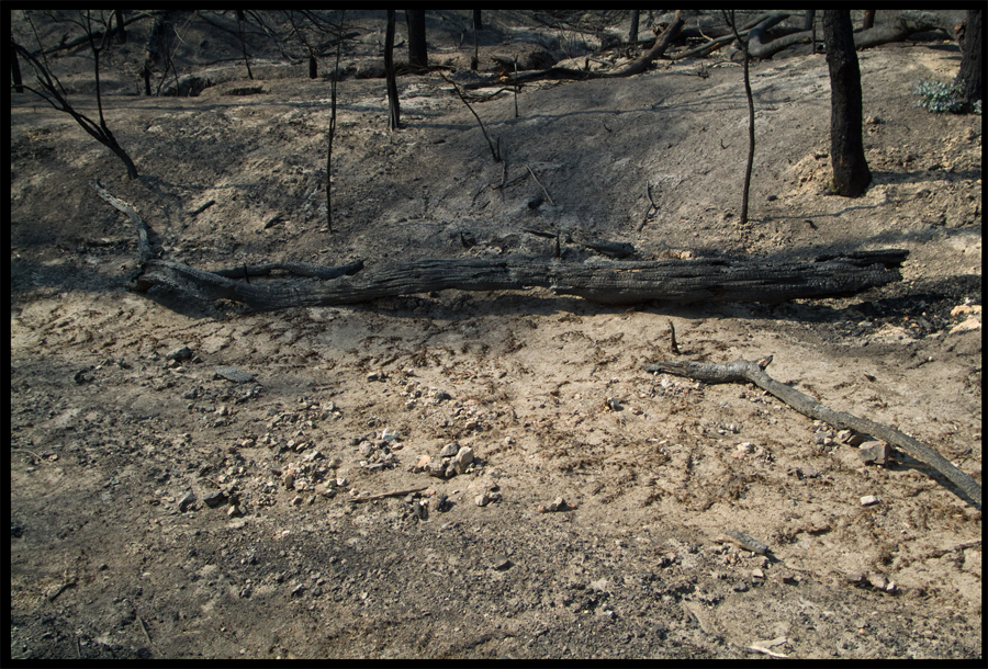 Fire ravaged bush on a walk between Kinglake and Ninks Rd - St Andrews - 31 March 2009 - Lloyd Godman