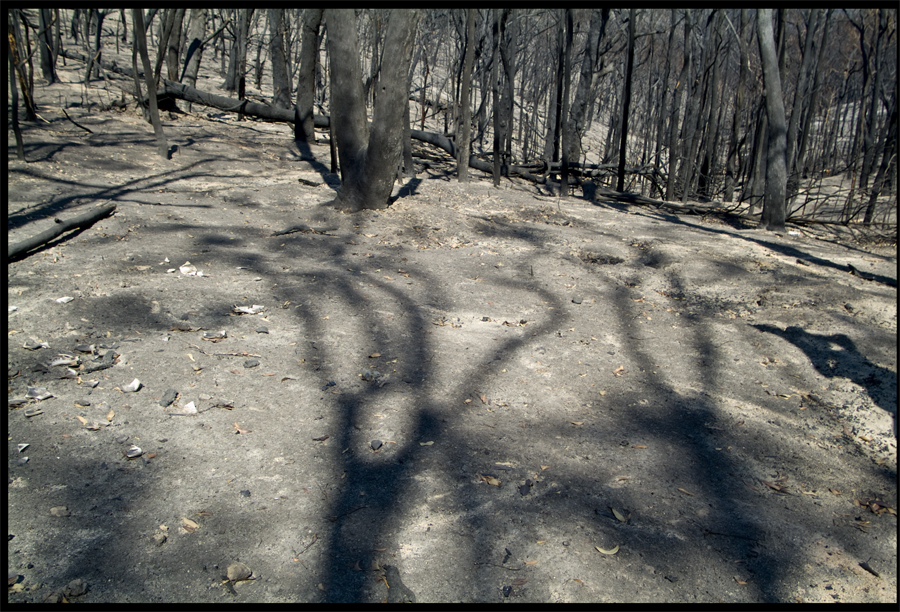 detail left - entropy I - From Kinglake looking down the valley toward St Andrews - Feb 17 2009 - Lloyd Godman