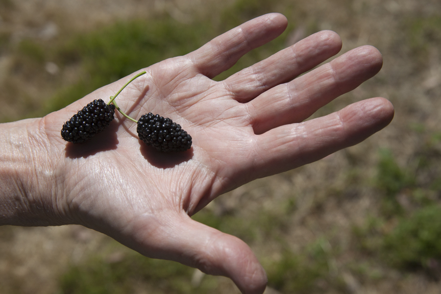 Black mulberry, Lloyd Godman