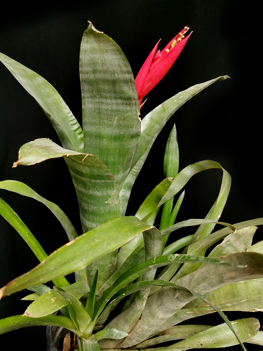 spinless billbergia