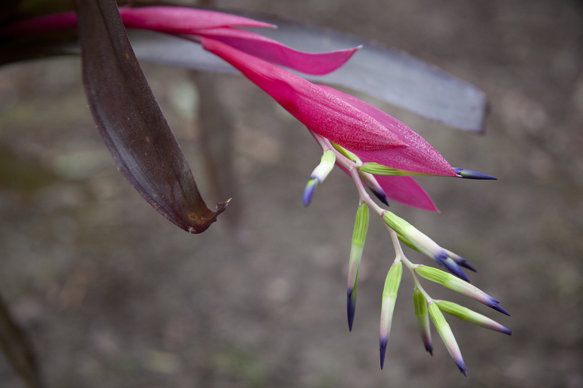 Billbergia ferrariea zagatosii panoramicea