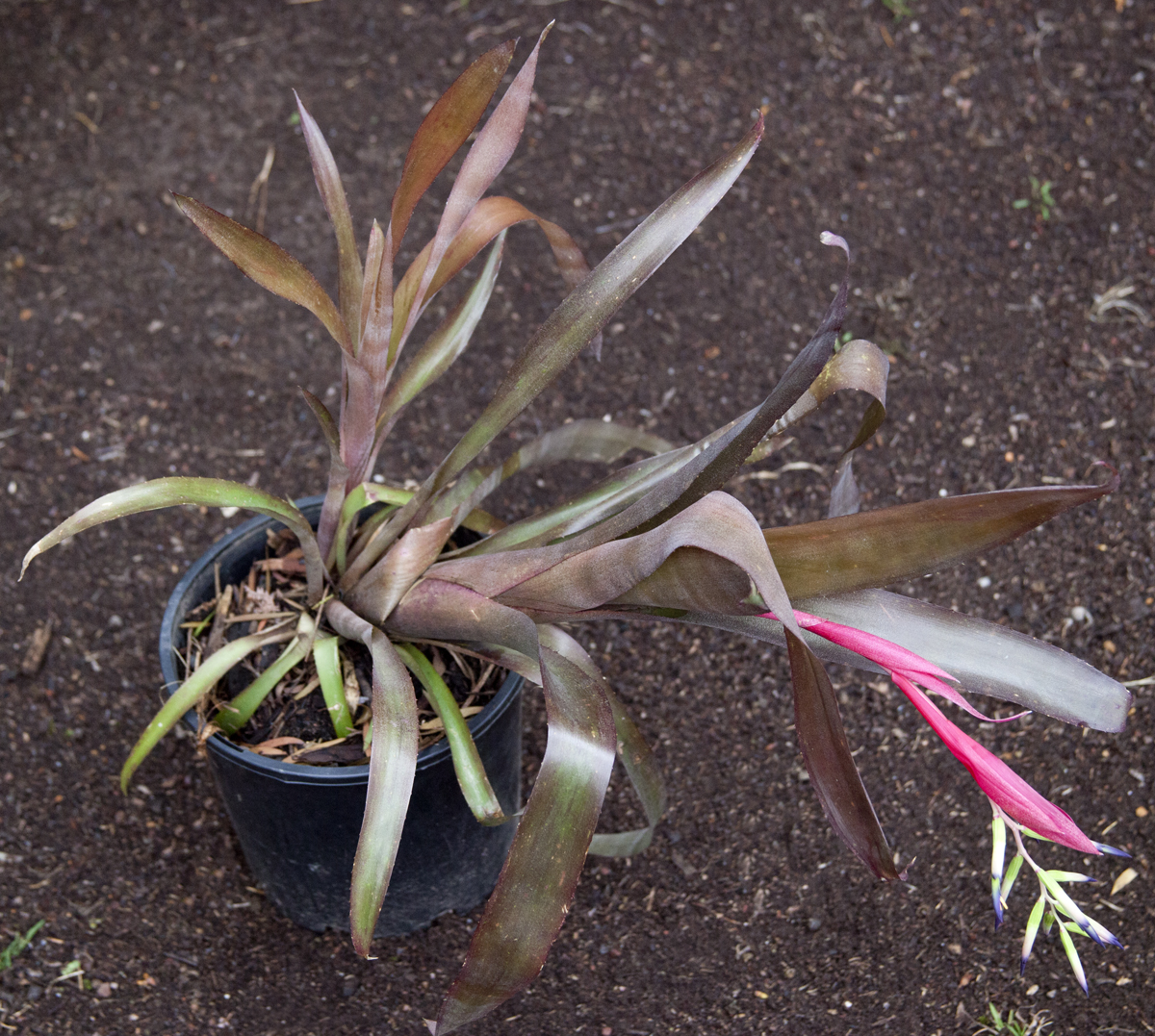 Billbergia ferrariea zagatosii panoramicea