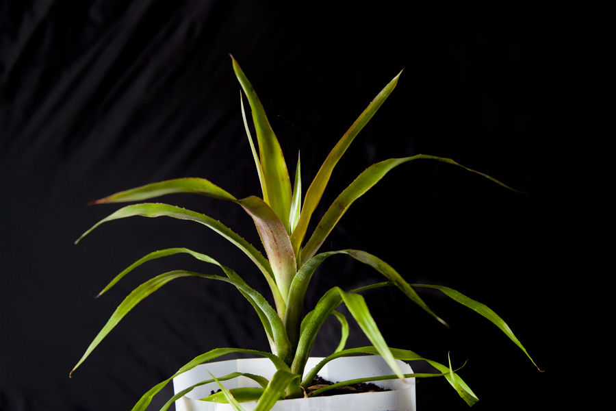 Billbergia fordea falconii XK, Lloyd Godman