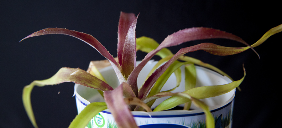 Billbergia fordea falconii XL deluxea sedanea convexii grillea