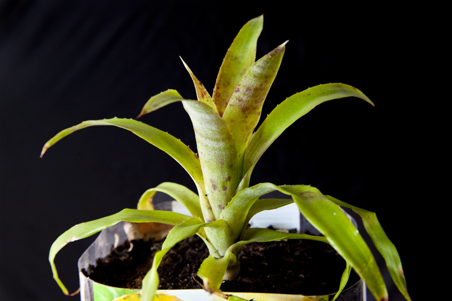 Billbergea Fordea Falconii III - 2009 - Hybrid - Lloyd Godman
