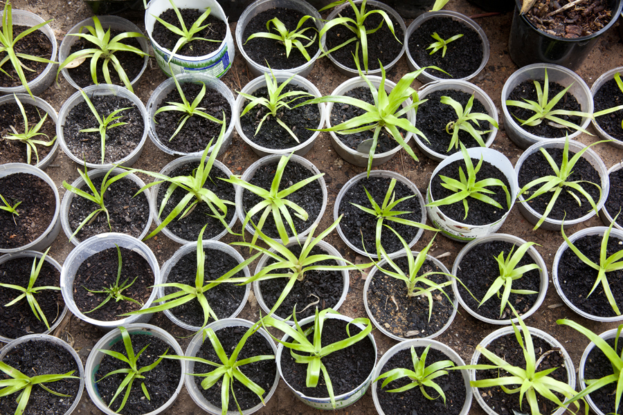 Billbergia Seedlings - one year old - these grow quickly - 2011