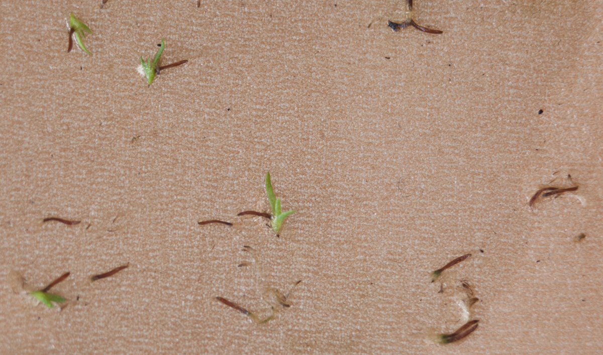 Vriesea seed germinating 2011