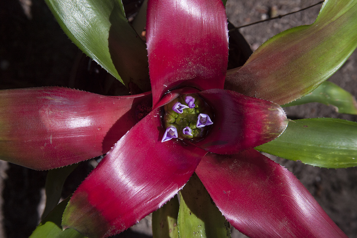 Neoregelia Hybrid no 116 Neoregelia Citroenea Safarii