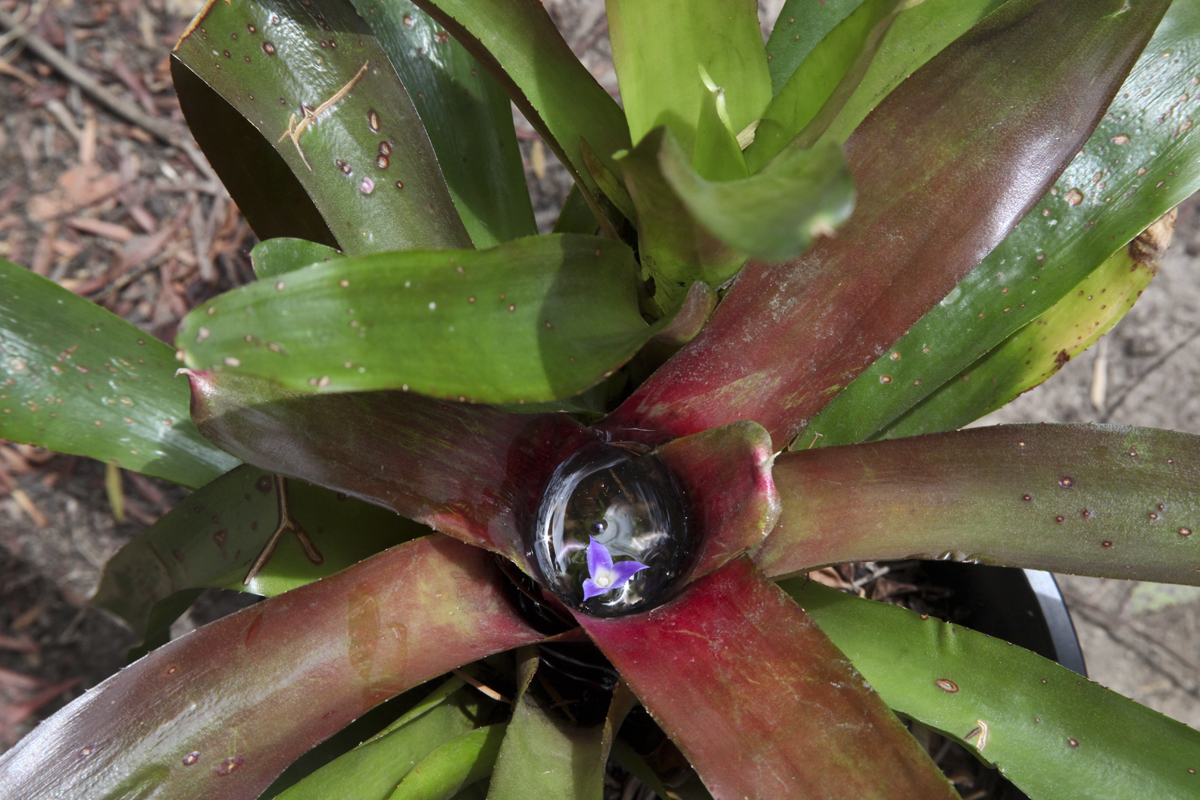 Neoregelia Hybrid 159 - Neoregelia chevroletacea Belairfolia. Lloyd Godman