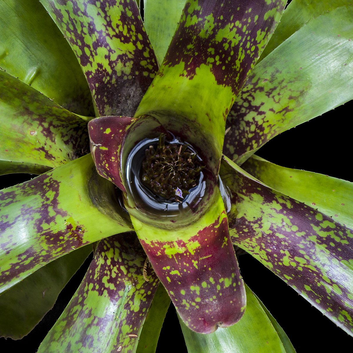 Neoregelia Hybrid no 221 - Neoregelia Conventryii Midgetana Familyii - Hybrid - Lloyd Godman