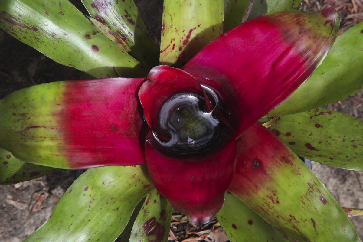 Neoregelia Hybrid No 181 - Neoregelia De Sotoana Saxii - hybridizer artist Lloyd Godman