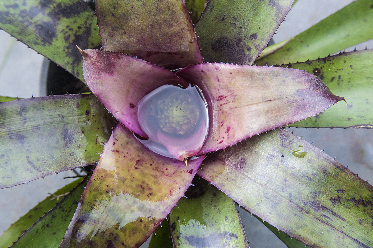 Neoregelia nissana micrafolia