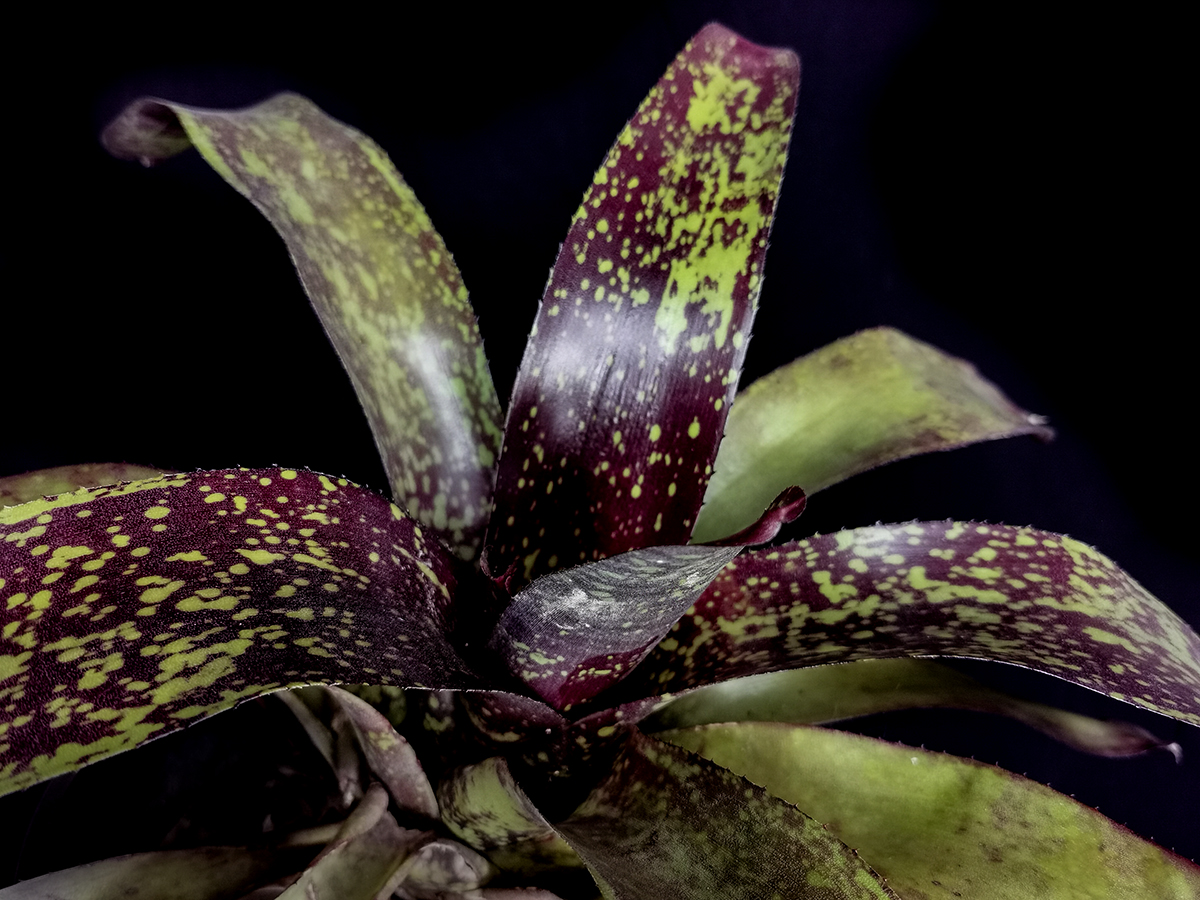 Neoregelia Hybrid for sale