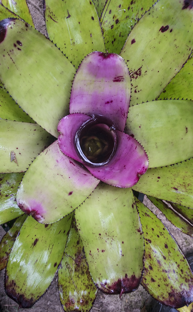 Neoregelia - Hybrid CITROËNiana Berlingoferra - Ref no. - Neo 272 - Seed mother Australian Affair - Pollinated 2009 - seed germinated - 2010
A living art work by Ecological artist - Lloyd Godman
