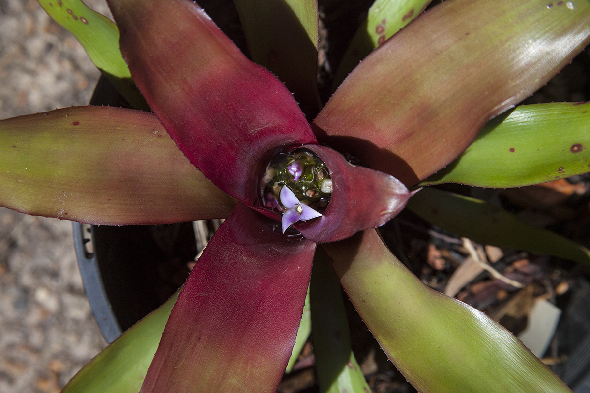 Neoregelia hyundaii sonatana