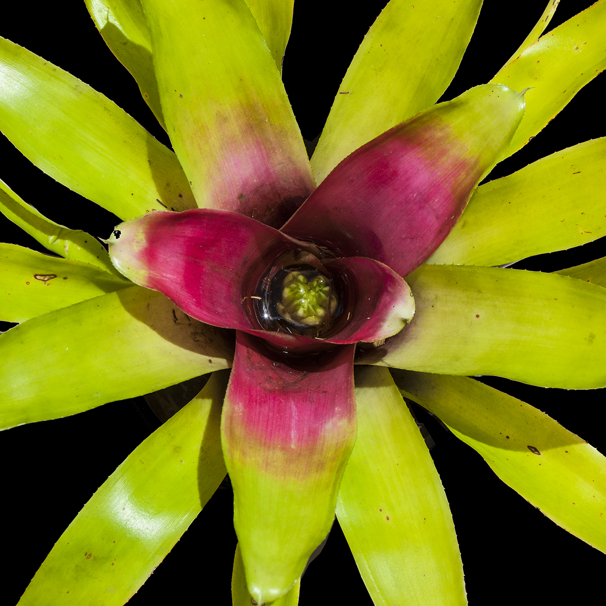 Neoregelia chryslerfera Jeepnii renegadea