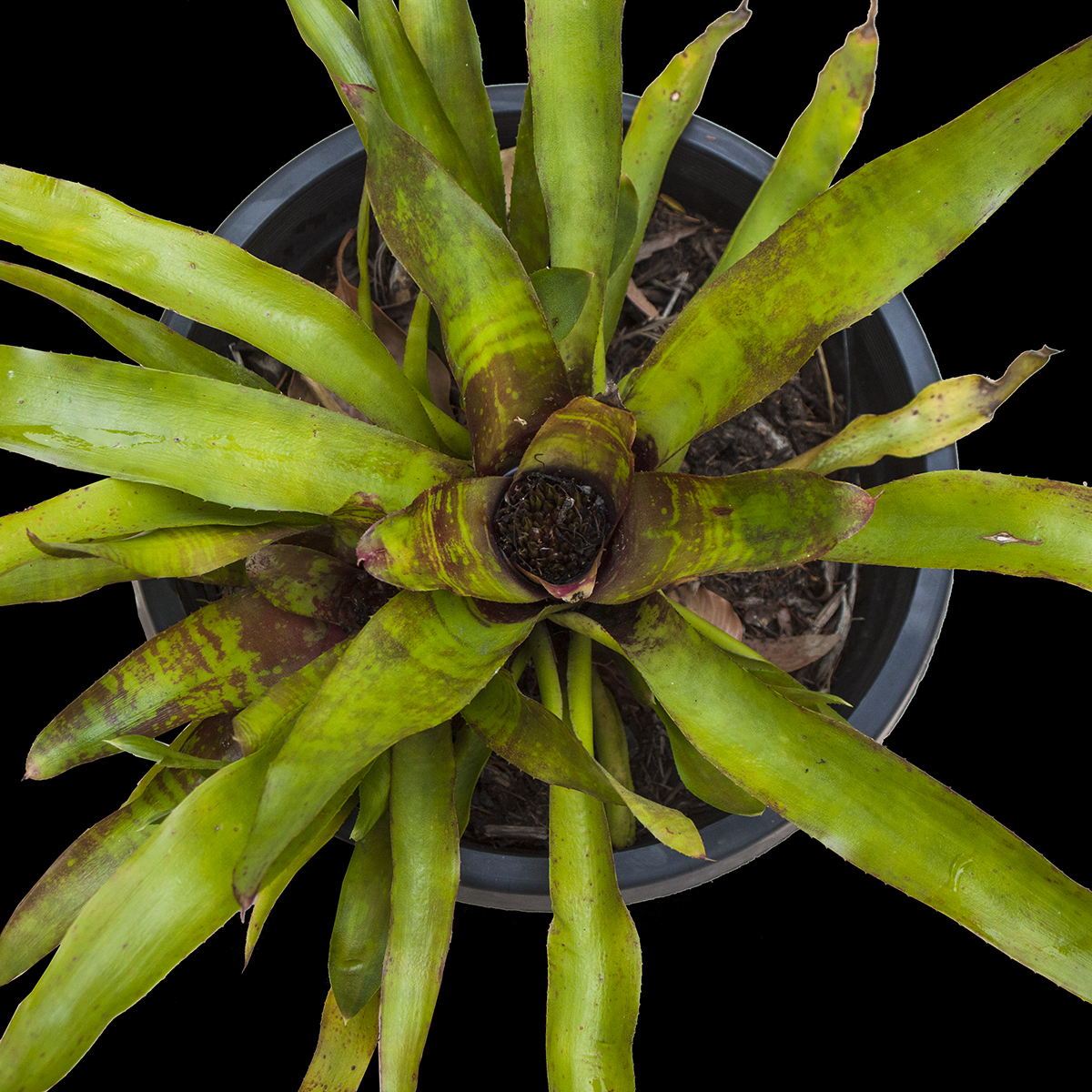 Neoregelia suzukii vitarafolia