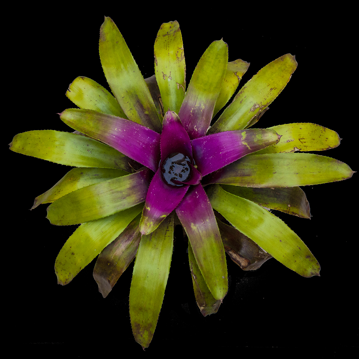 Neoregelia hybrid 86 - Neoregelia Austinana Sevenii