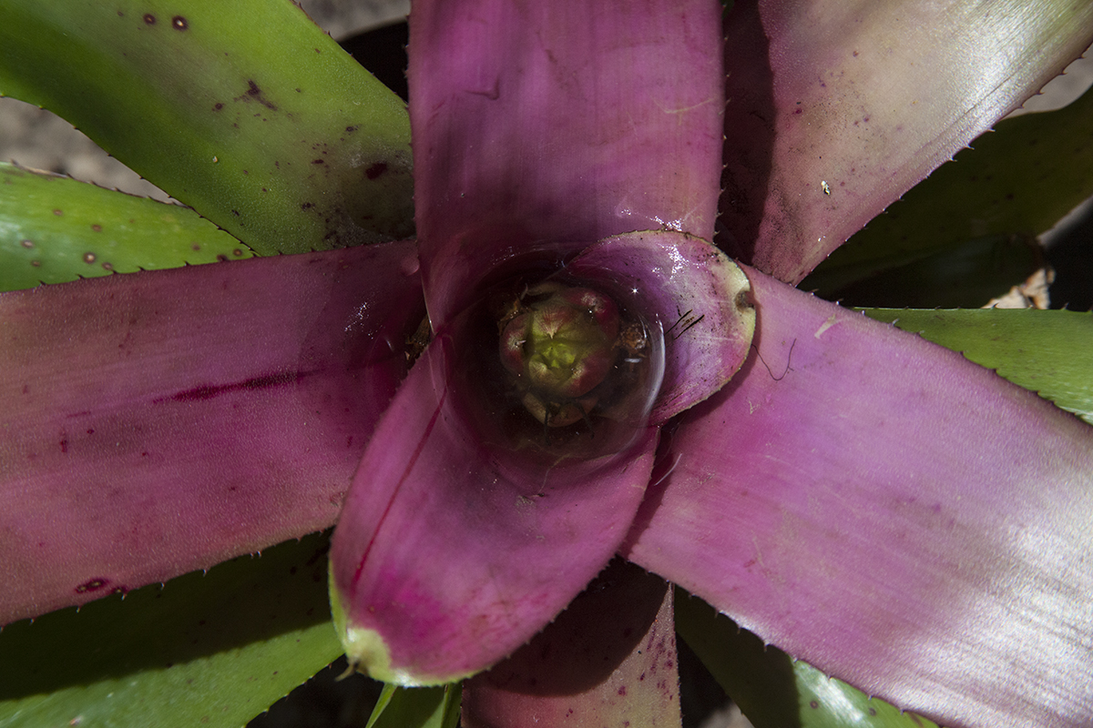 Neoregelia Hybrid no90 - Neoregelia Bristolfolia 05 Dropheadana coupea