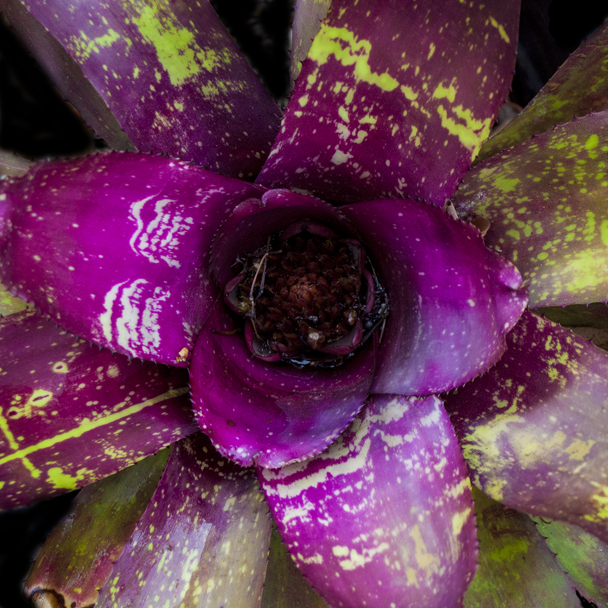 Neoregelia - Hybrid 93 - Neoregelia Cadillactensis Sevillea