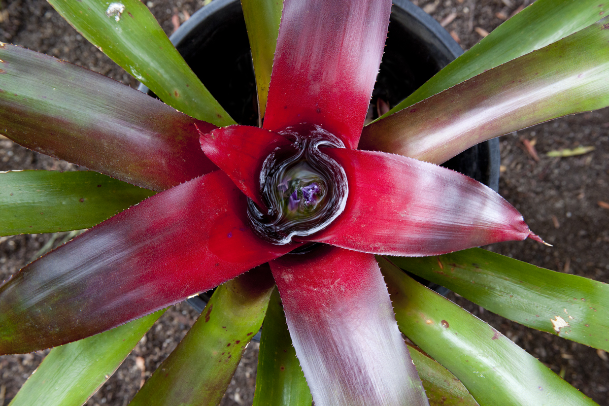 Neoregelia Oldsmobileii Cutlassae Supremea Sedanus