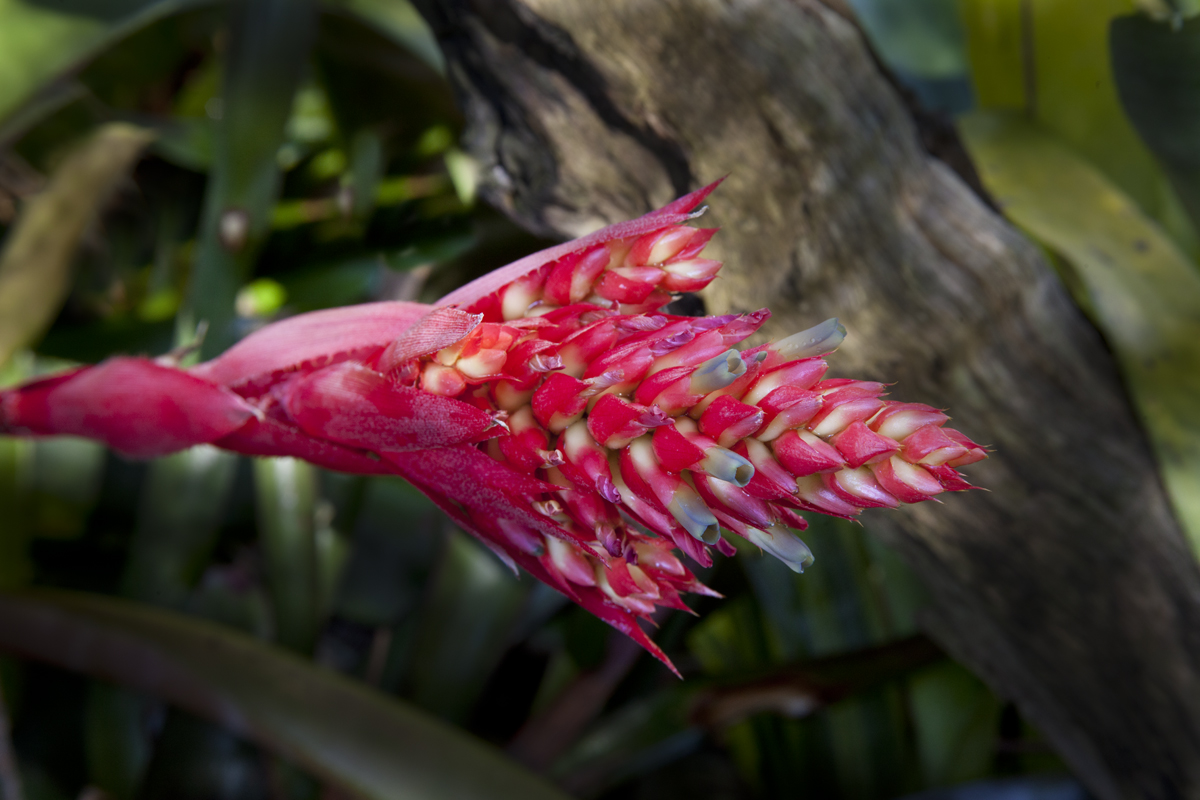 Aechmea Blue cone, Photograph Lloyd Godman