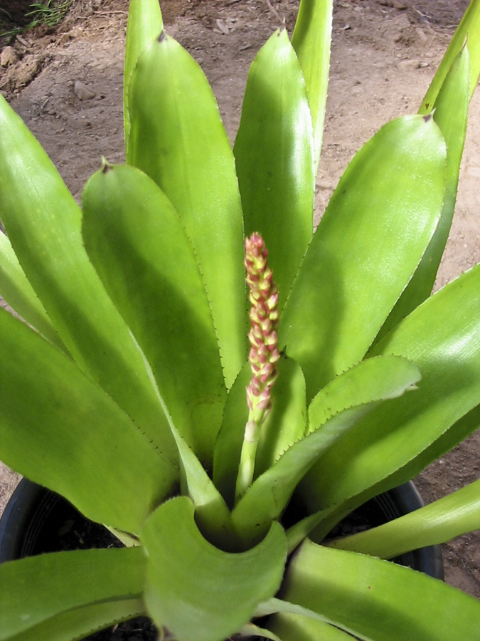 Aechmea Blue cone, Photograph Lloyd Godman