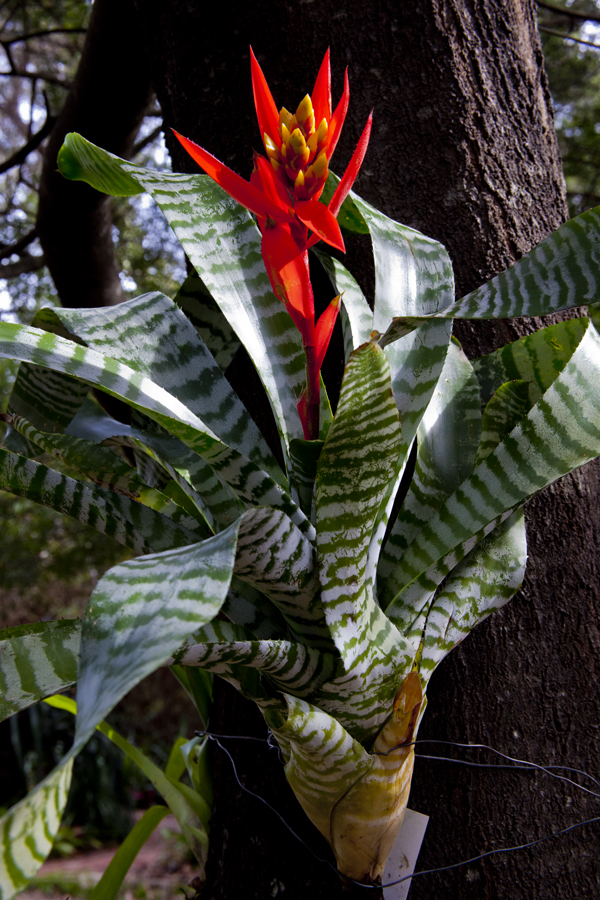 Aechmea Burgundy