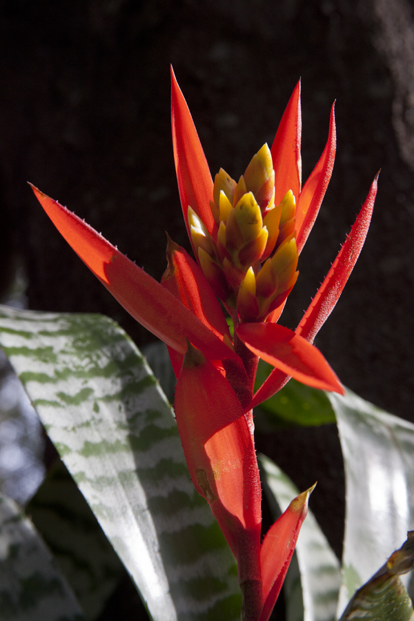 Aechmea Burgundy