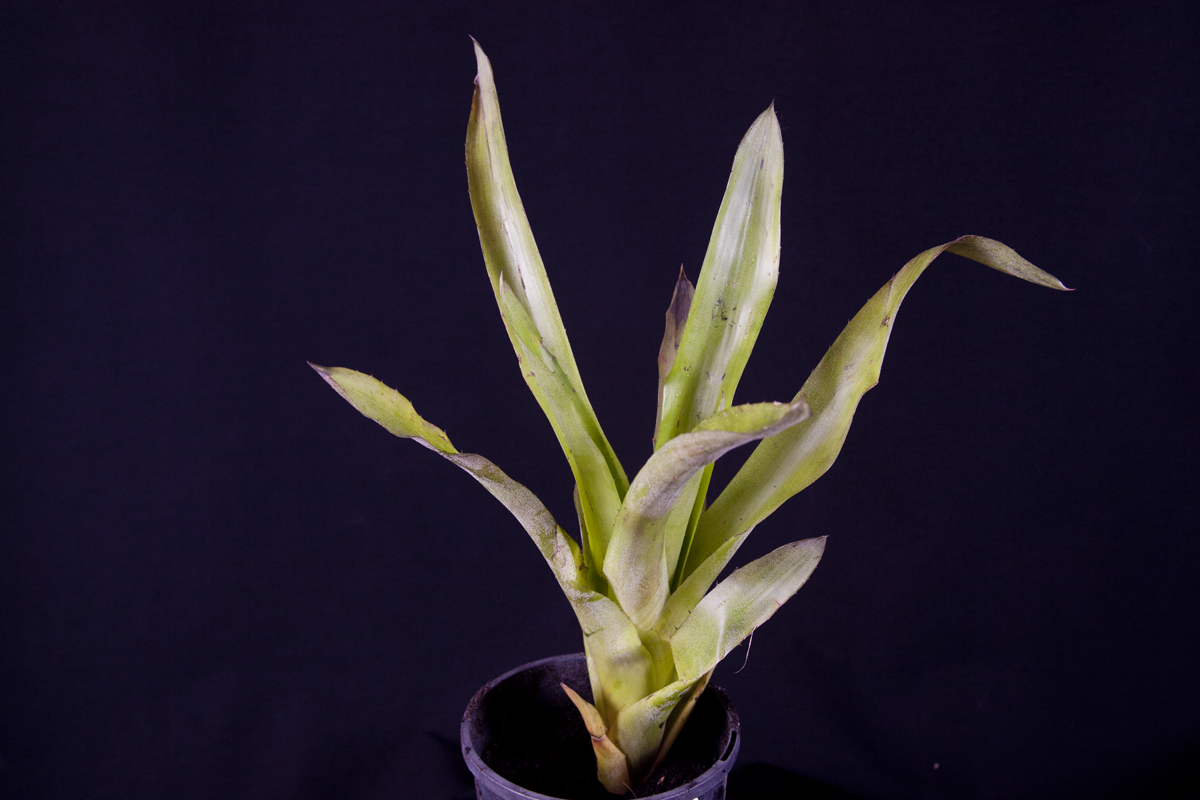 Aechmea fendleri