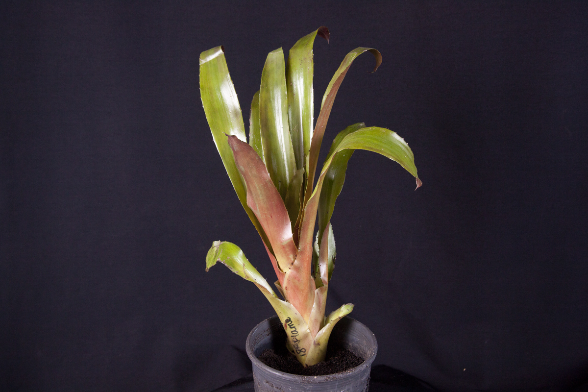 Aechmea fendleri