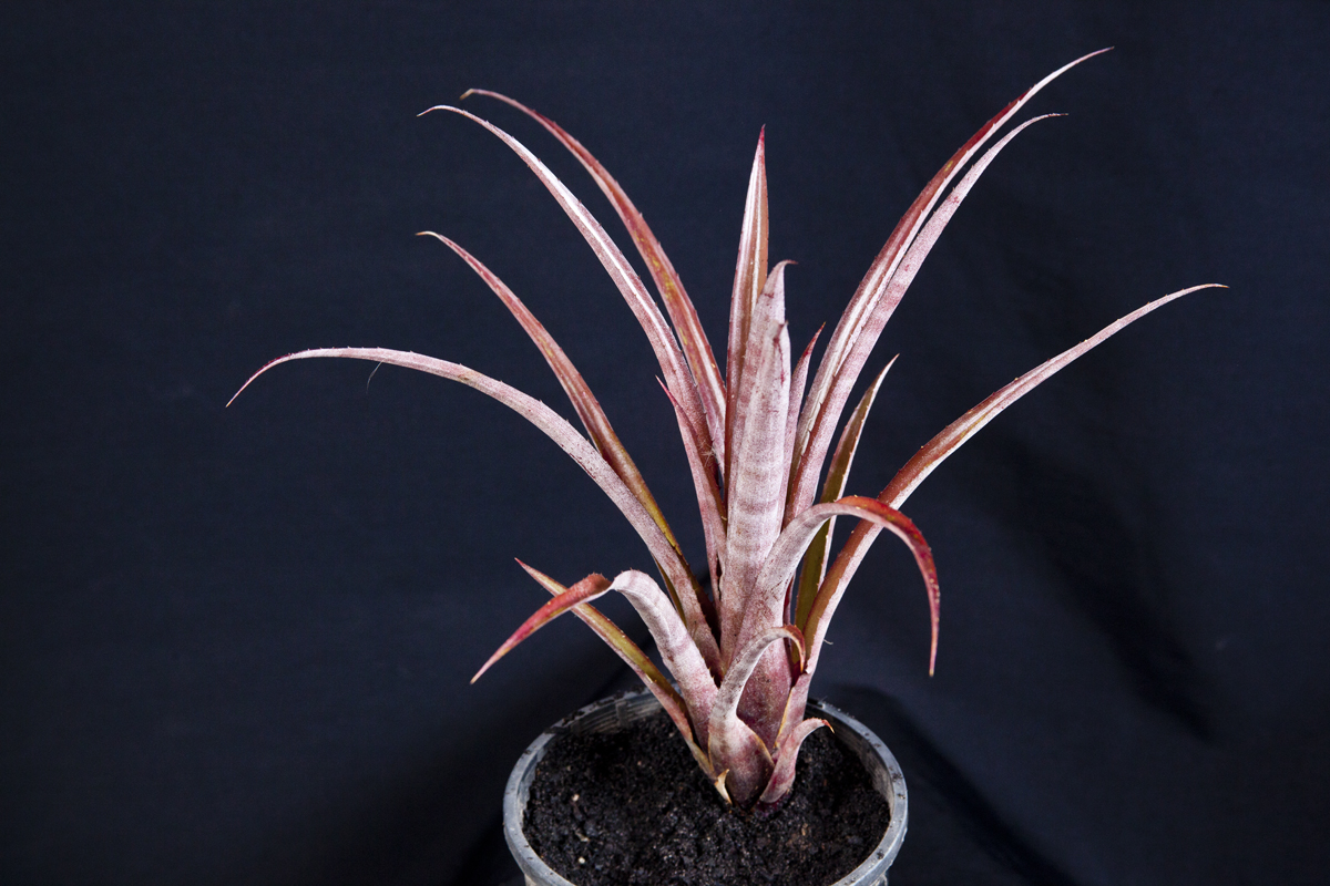 Aechmea pink buttons, lloyd godman