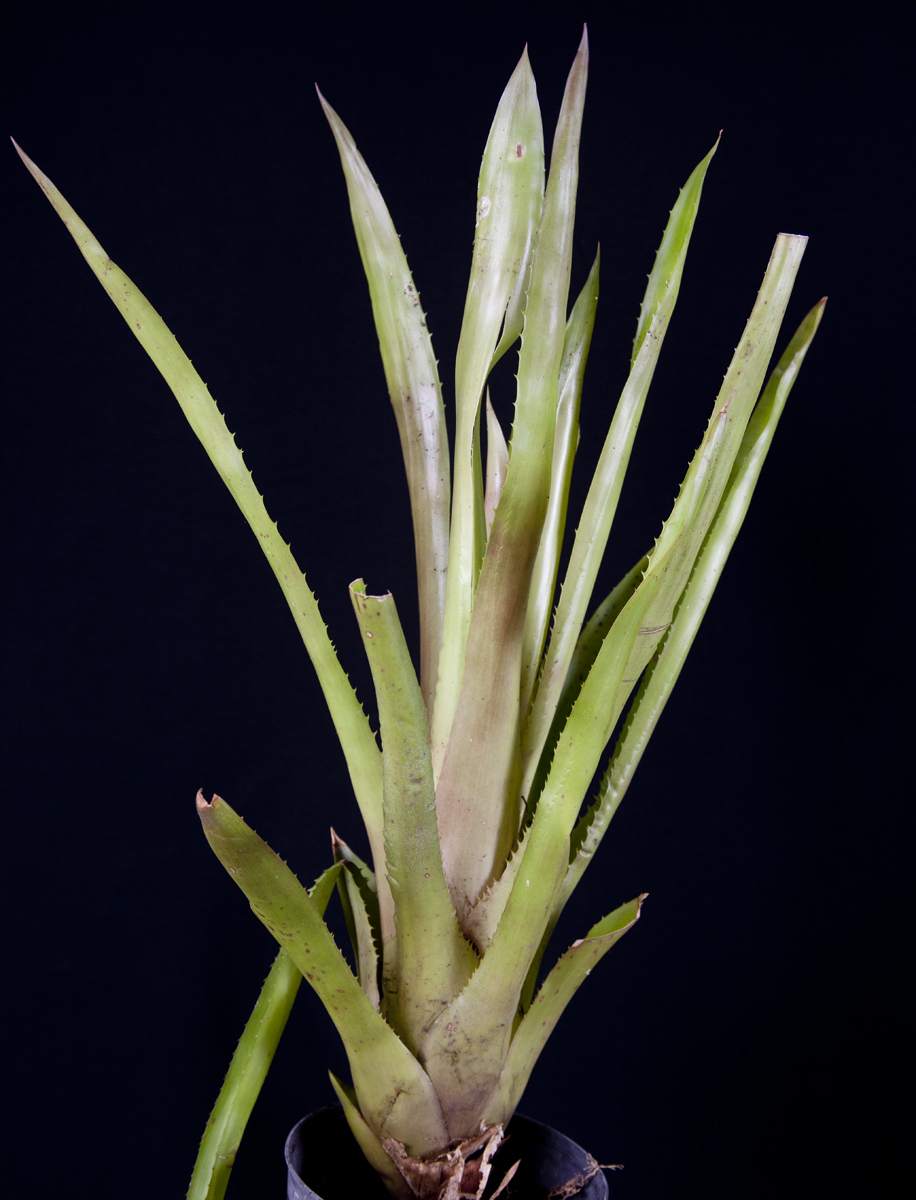 Aechmea ares