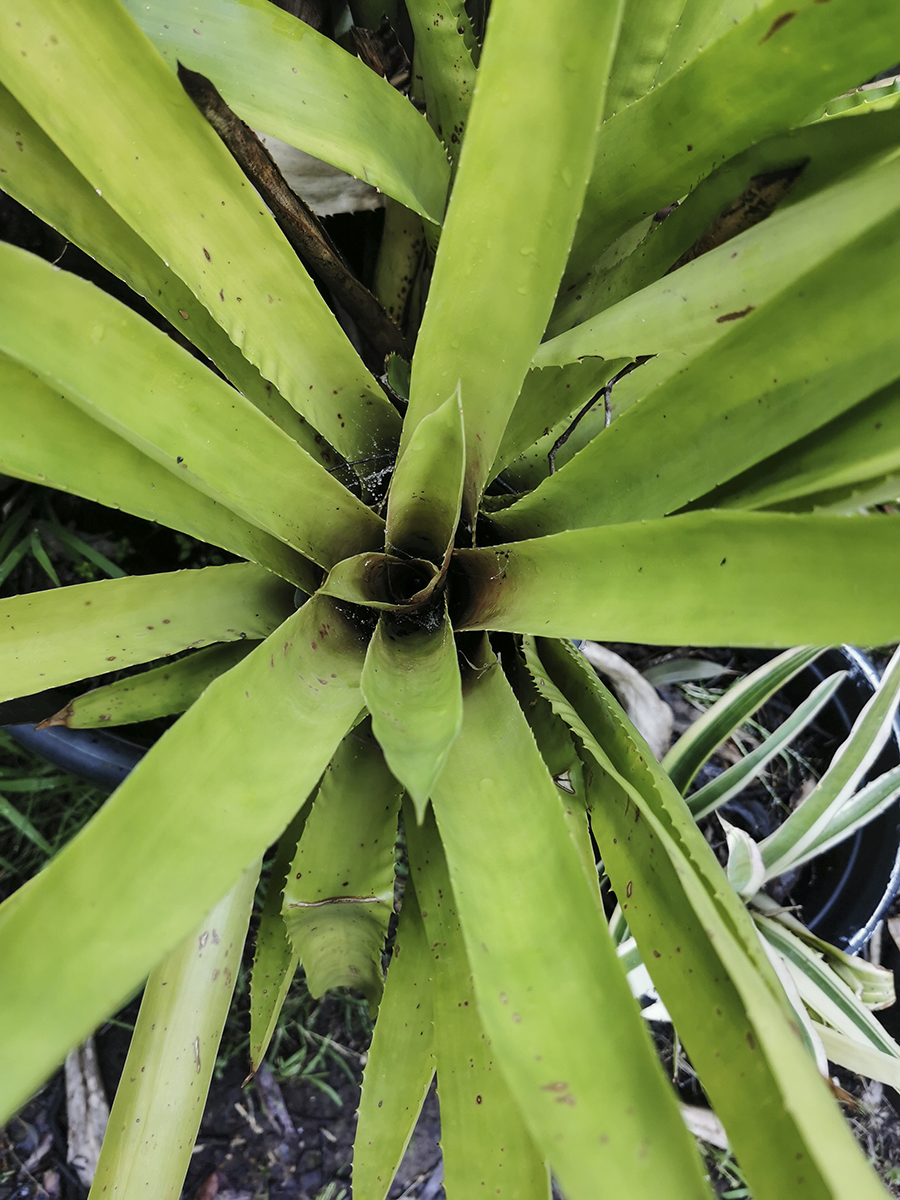 Aechmea ares