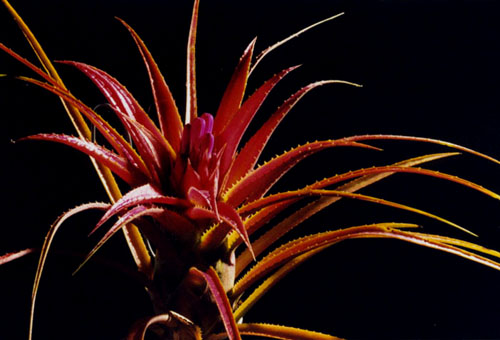 recurvata var benrathii x orlandiana