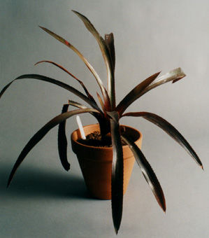 Aechmea Burgundy