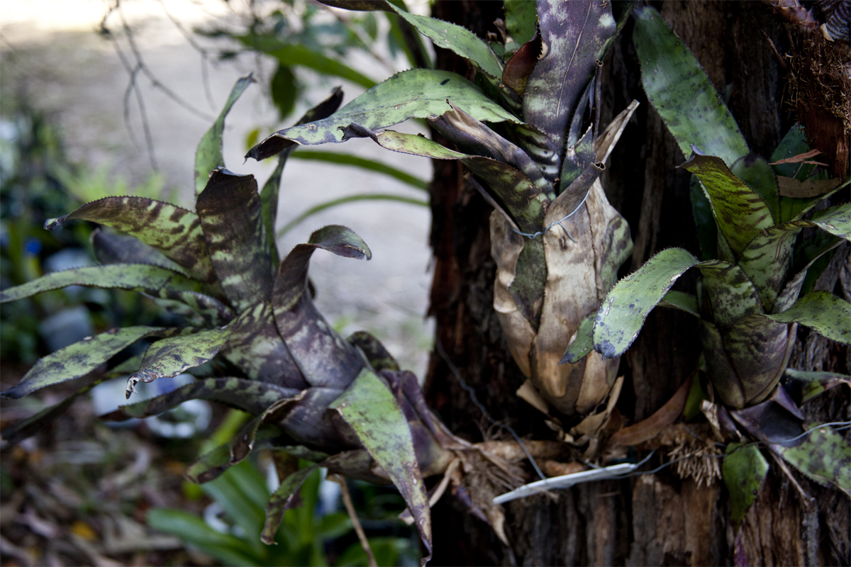 Aechmea Cannistrum Triangular x Bert