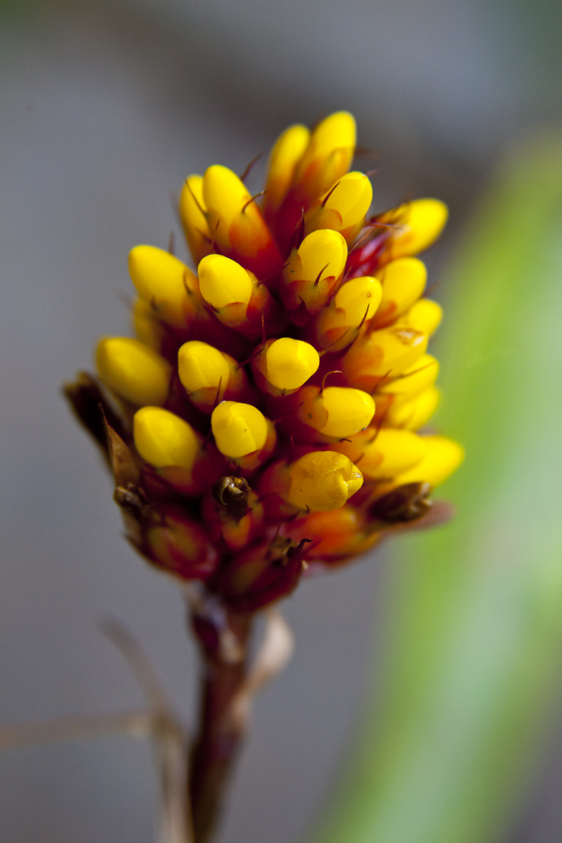 Aechmea comata, Lloyd Godman