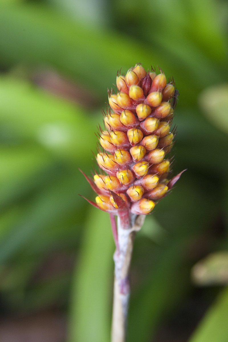 Aechmea comata, Lloyd Godman