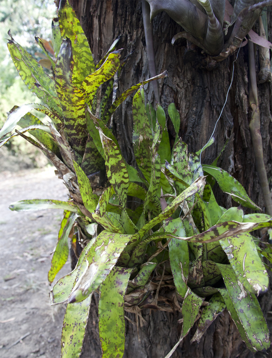 Aechmea Nudicaulis Aequalis, Lloyd Godman