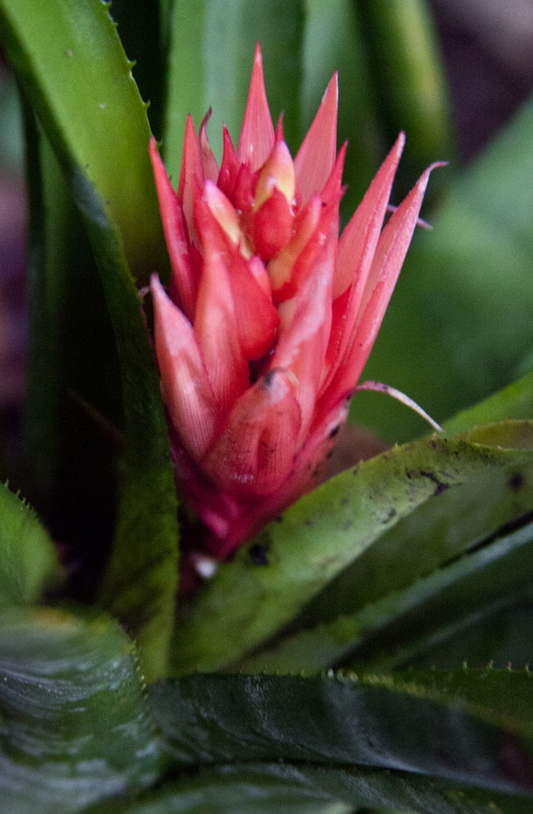 Aechmea echidna, Lloyd Godman