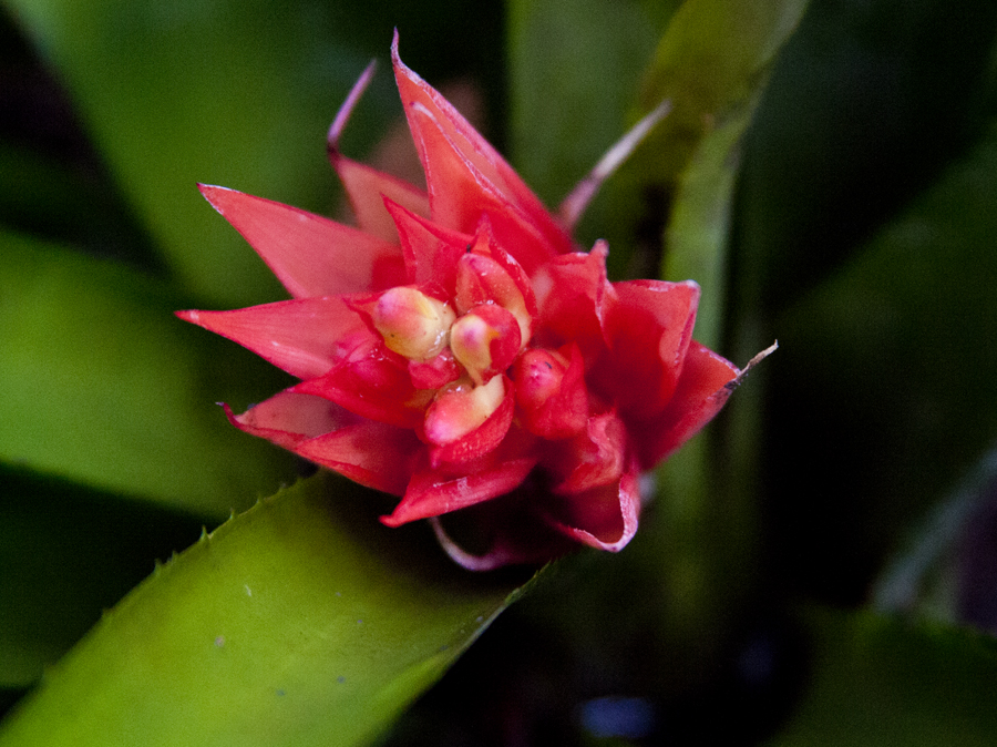 Aechmea echidna, Lloyd Godman
