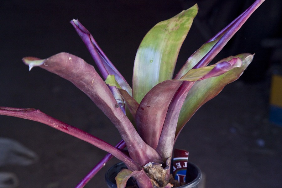 Aechmea Electra, Lloyd Godman