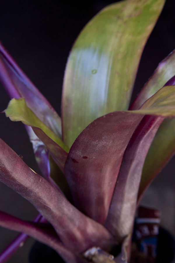 Aechmea Electra, Lloyd Godman