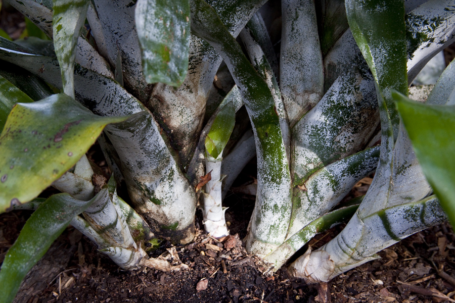 Vigorious pup growth of Aechmea fasciata, lloyd Godman