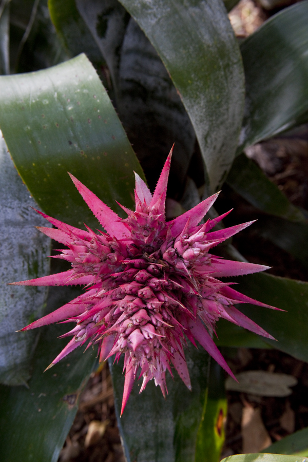 Flower head of Aechmea fasciata, Lloyd Godman